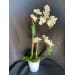 Angelic Orchid Plant | Glass Pot